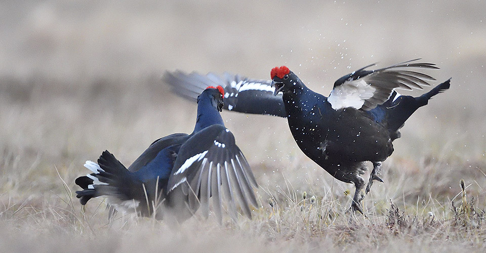 Black Grouse lek